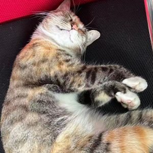 Sleepy Shop Cat ✦ Postcard Print