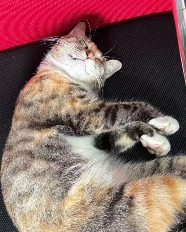 Sleepy Shop Cat ✦ Postcard Print